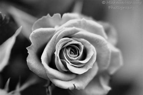 Flower Photos Michelle Mcnally Photography Black And White Roses