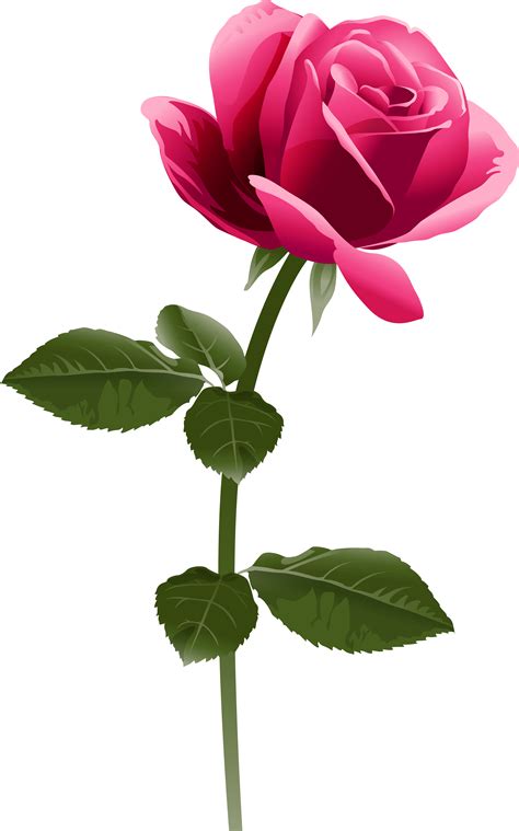 Beautiful Transparent Pink Roses Png Clipart Picture