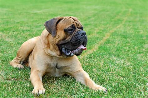 Pictures Of Bull Mastiffs Stock Photos Pictures And Royalty Free Images