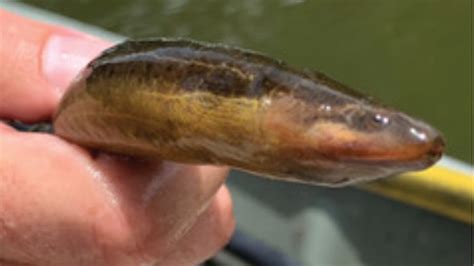 Invasive Asian Swamp Eels Found In Bayou St John State Says