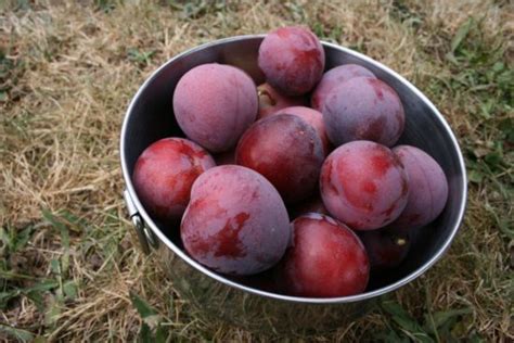 Maybe you would like to learn more about one of these? Having Fun With Plums: 3 Recipes, 1 Epic Meal - Organic ...