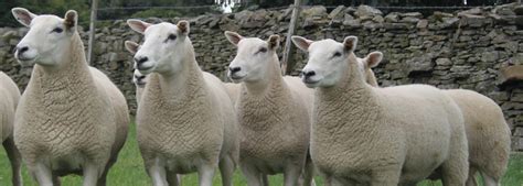 Female Lleyn Sheep For Sale Yorkshire Brightonhouse Farm