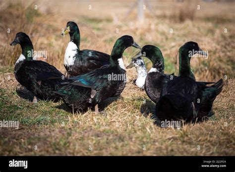 Pommeranian Ducks An Endangered Duck Breed From Germany Pommernenten