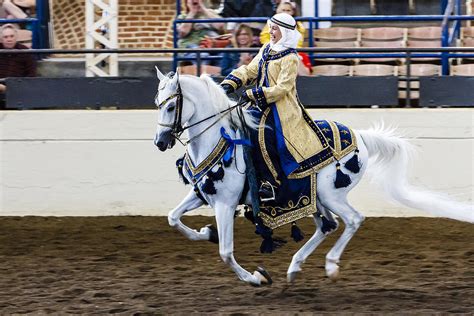 Arabian Show Horse 7 Photograph By Ben Graham Pixels