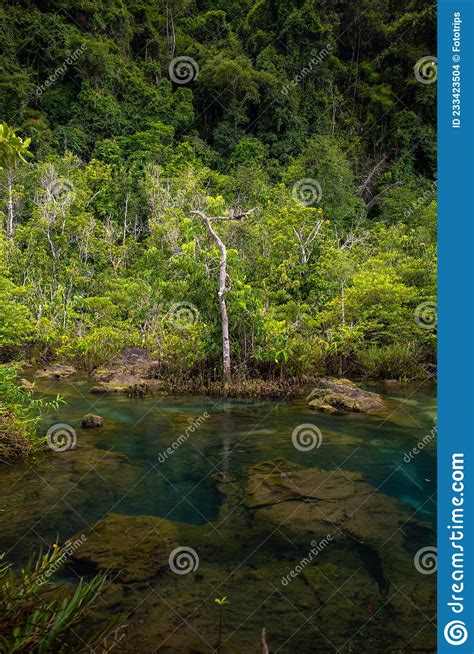 Mangrove Trees Along The Turquoise Green Water In The Stream Mangrove