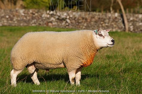 Minden Pictures Domestic Sheep Beltex Ram With Raddle Dye On Chest