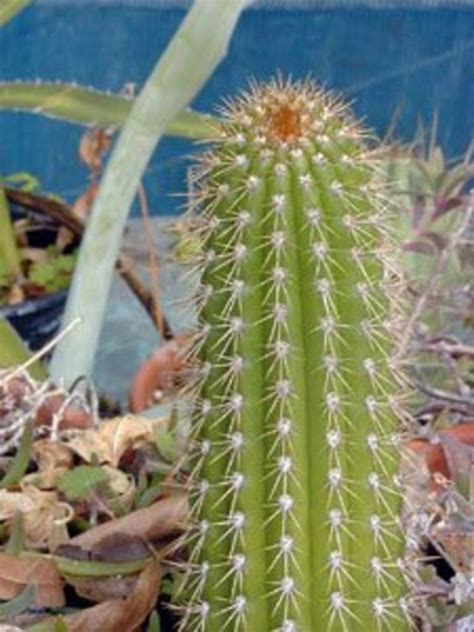 7 Types Of Indoor Cactus Plants Dengarden