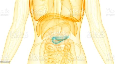Órganos Internos Humanos Anatomía Del Páncreas Foto De Stock Y Más
