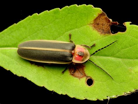 Maryland Biodiversity Project Eastern Firefly Photinus Pyralis
