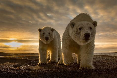 Animales Oso Polar Wildlife Oso Atardecer Fondo De Pantalla Polar
