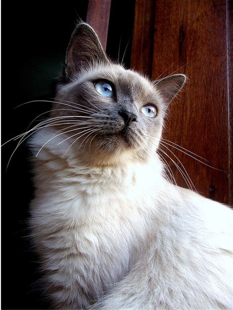 Finding a siamese kitten to adopt isn't so easy. blue point siamese ...Cat face! | Siamese | Pinterest ...