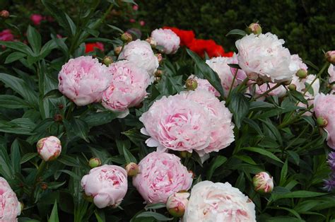 If You Admired Any Herbaceous Peonies This Spring Fall Is The Best