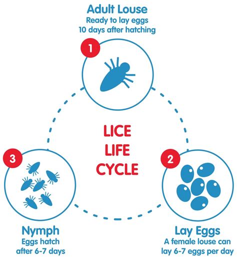 About Head Lice Head Lice Symptoms And Causes Licener
