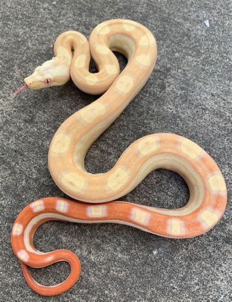 Albino Motley Boa Constrictors For Sale Snakes At Sunset