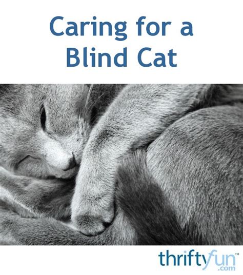 Caring For A Blind Cat Thriftyfun