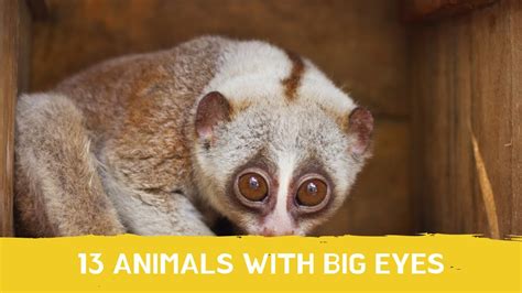 13 Animals With Big Eyes Youtube