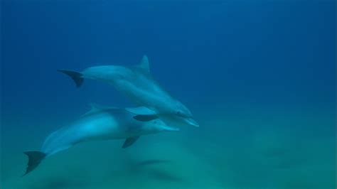 Dolphins Spy In The Pod Bottlenose And Humpback Dolphins Become
