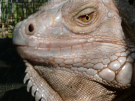 Albino T Positive Florida Iguana And Tortoise Breeders