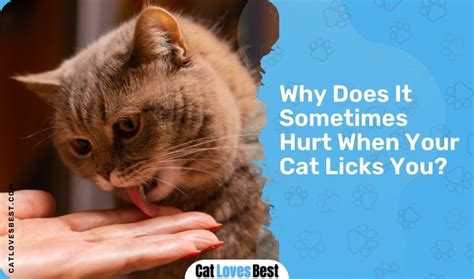 Why Does My Cat Lick Me Reasons Behind This Behavior