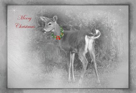 Baby Deer Christmas Photograph By Sandra Js Fine Art America