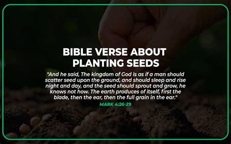 17 Bible Verse About Planting Seeds Scripture Savvy