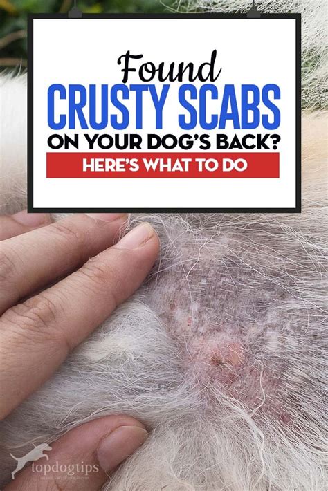 What Causes Scabs On Dogs Petmd