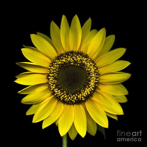 Sunflower On Black Photograph By Oscar Gutierrez Fine Art America