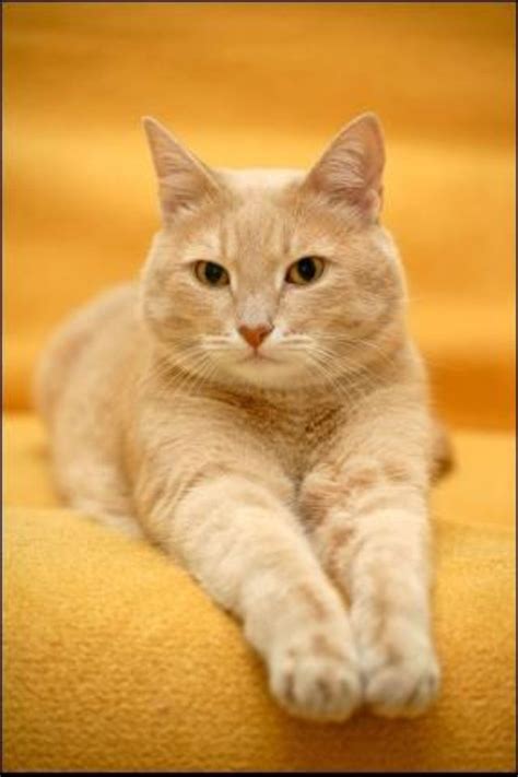 Cat Breeds Yellow Pets Lovers