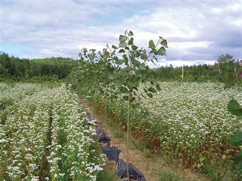 Benefits from tree-based intercropping - Top Crop ManagerTop Crop Manager
