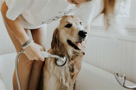 ¿cómo Bañar A Un Perro En Casa 【 Naku ® 2024