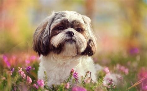 10 Consejos Para Saber Cómo Cuidar A Un Perro Shih Tzu