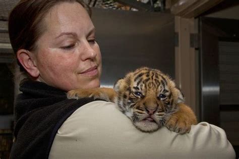 Tiger Cubs Open Their Eyes For The First Time Zooborns