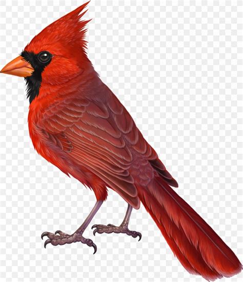Northern Cardinal Bird Drawing The Cardinal Png 828x964px Cardinal