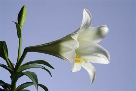 Easter Lily A Food And Medicine