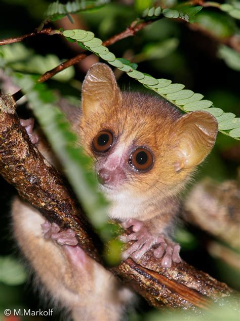 Madame Berthes Mouse Lemur In February 2017 By Matthias Markolf The