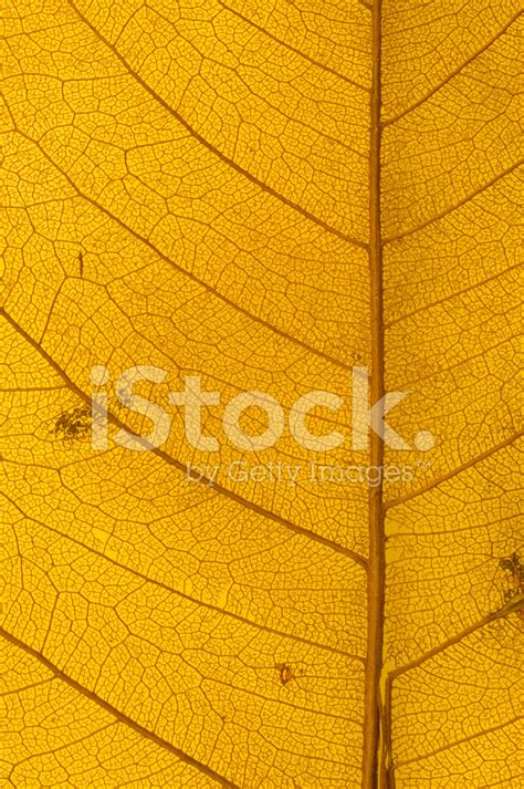 Leaf Texture Stock Photo Royalty Free Freeimages