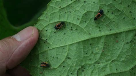 What Ladybug Eggs And Larvae Look Like They Love Aphids Youtube