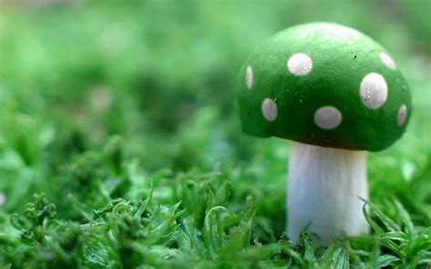 Wnp Wallpapers And Pictures Green Mushroom Wallpaper