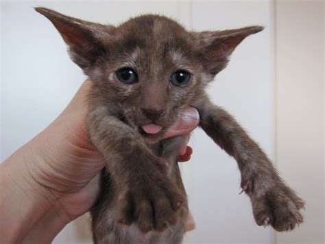 Cats for adoption in uae , check the website now to see more ads. Oriental Shorthair Info, History, Personality, Kittens ...