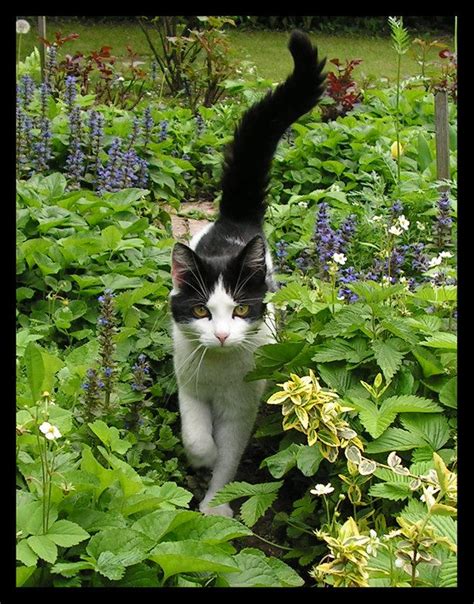 cat in garden in 2020 gorgeous cats cute cats cats