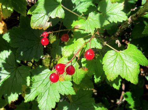 Wild Currants Eat The Weeds And Other Things Too