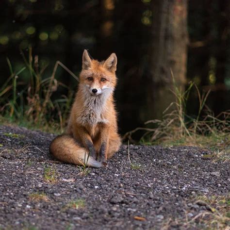 9 Cute Pictures Of Red Foxes Pet Fox Fox Red Fox