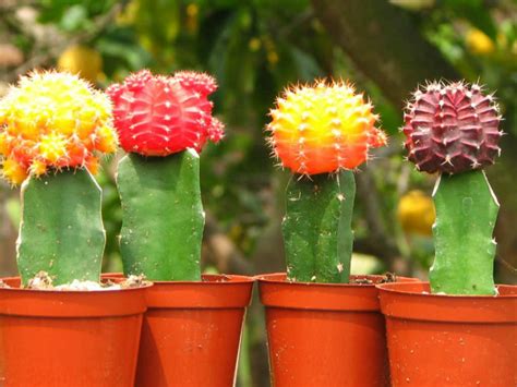 What Are Grafted Cacti World Of Succulents