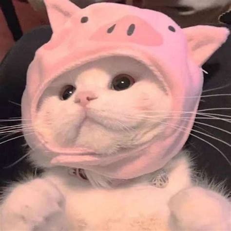 A White Cat Wearing A Pink Kitty Hat