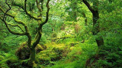 11 Must Know Facts About Woods And Forests Woodland Trust