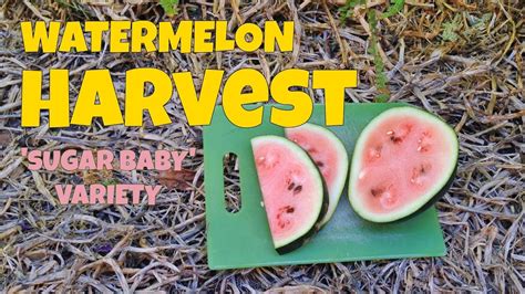 When To Pick Icebox Watermelon Melons That Have Odd Lumps Or Are
