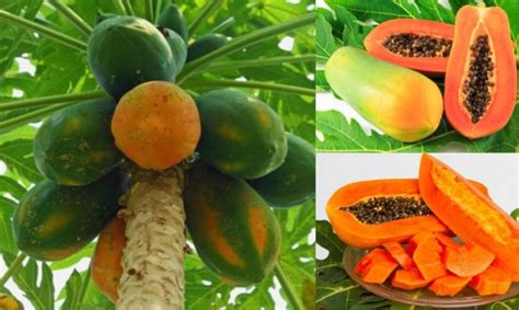 Welche Vorteile Hat Der Verzehr Von Papaya Vietnamvn