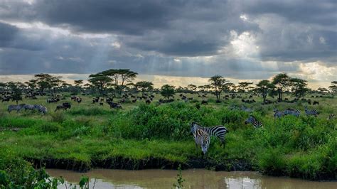 Zebras And Wildebeests In The Serengeti National Park Tanzania Unesco