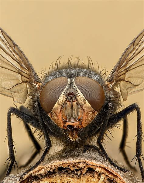 House Fly Infestation Help And Facts Assured Environments