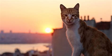 Movie Review Kedi The Critical Movie Critics